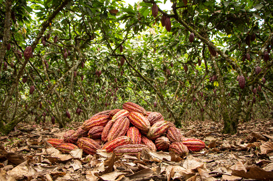 Revolutionising Refreshment with Cacaofruit