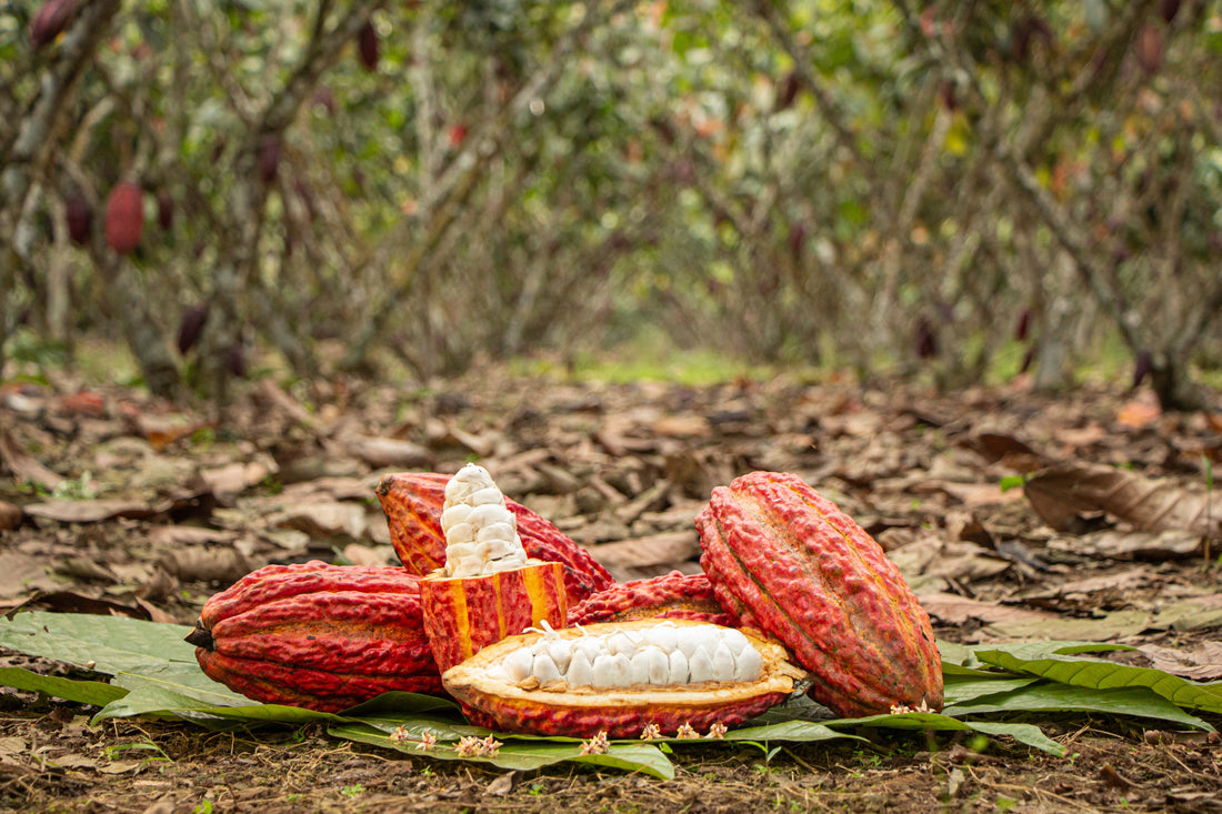 What on Earth is Cacaofruit?