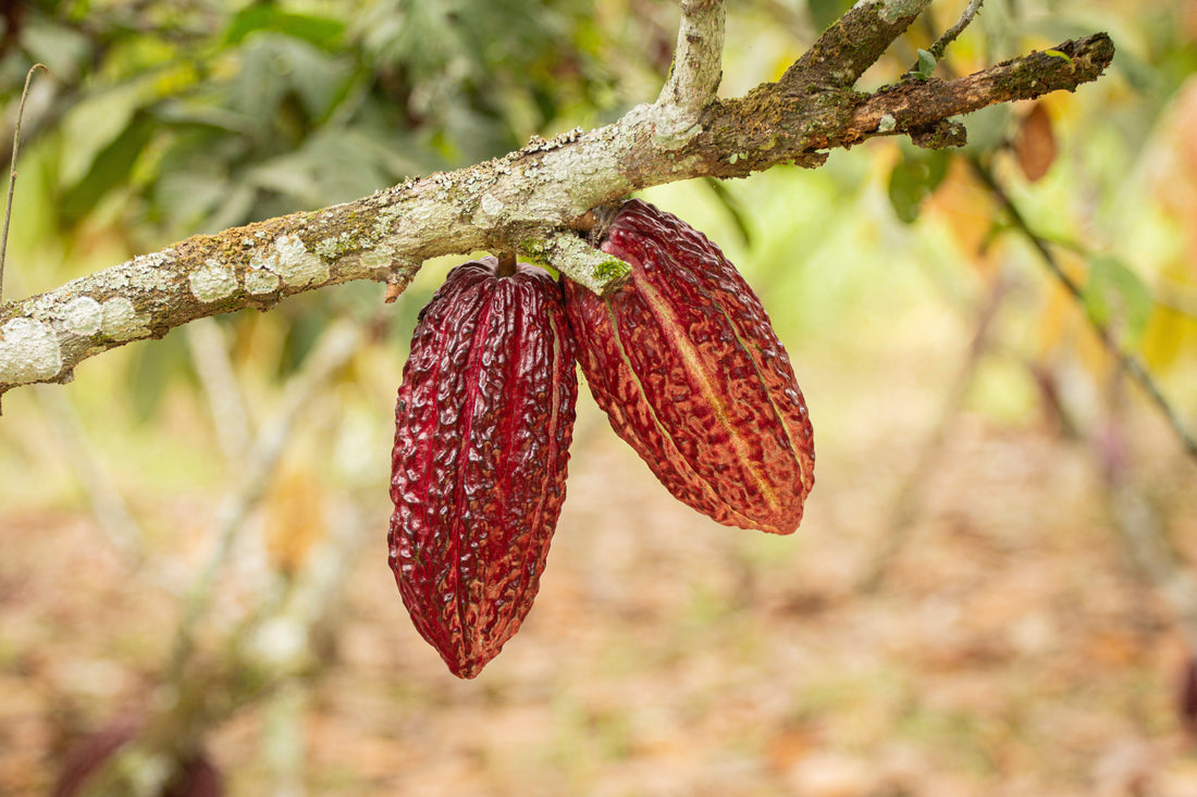 Embracing Sustainability: Kaoba's Cacaofruit Journey to 100% Sustainability