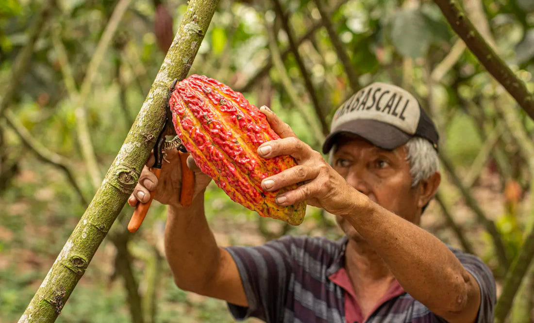 Upcycling: How Kaoba is Turning Cacaofruit Into a Beverage Revolution